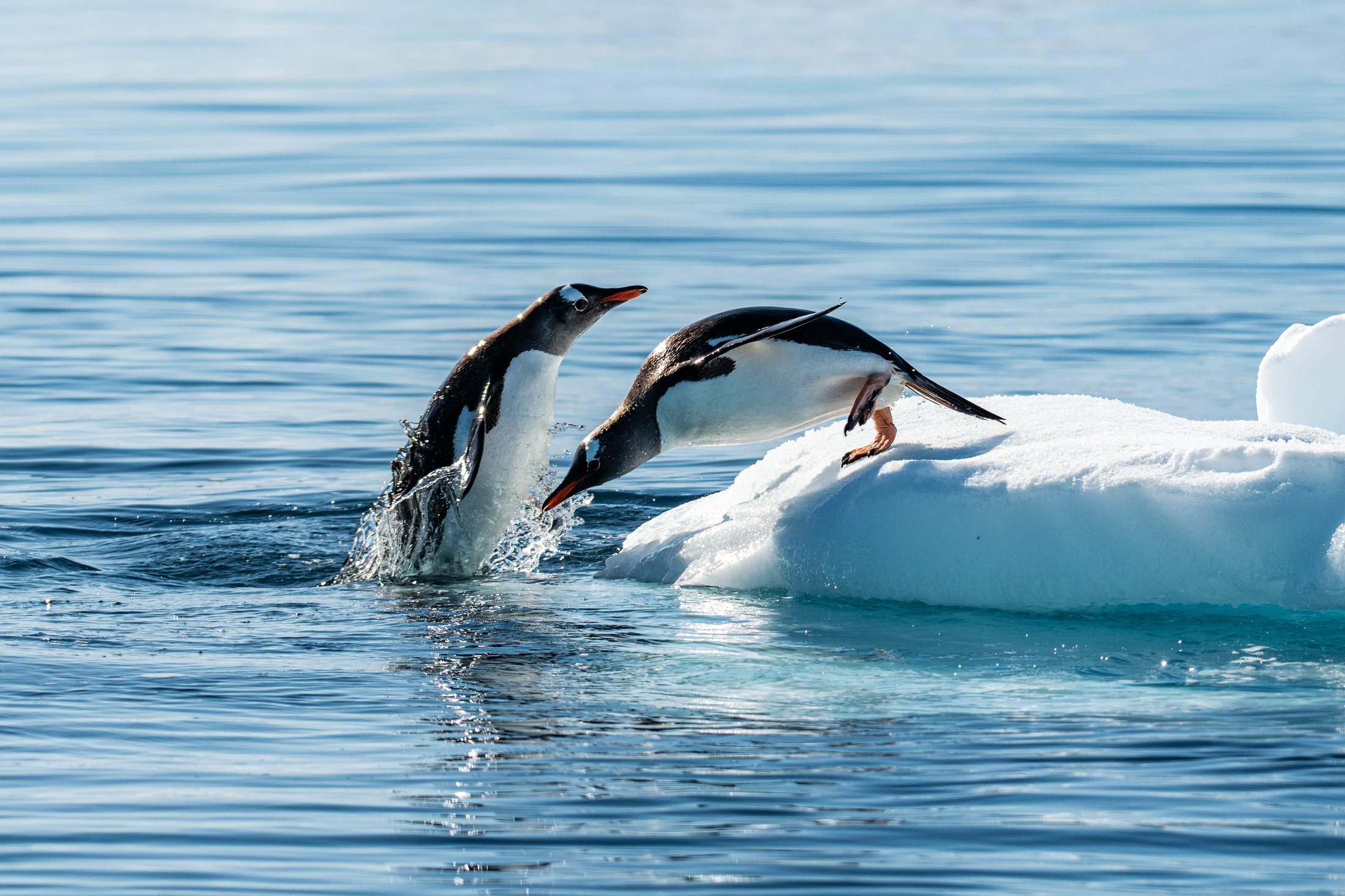 Paysages antarctiques spectaculaires